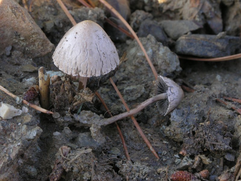 e meno male che c'' l''orto